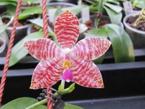 Phalaenopsis Ambomanniana