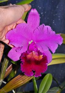 Cattleya Bonanza (Bracey)