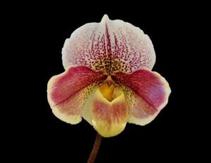 Paphiopedilum Favorlang Pinky Promise