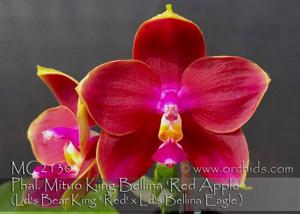 Phalaenopsis Mituo King Bellina