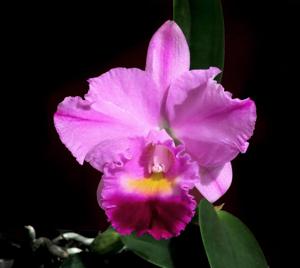 Cattleya Michelle Obama