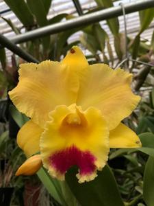 Rhyncholaeliocattleya Darcy-Rose Campbell