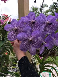 Vanda Rothschildiana