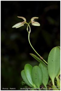 Bulbophyllum loherianum-grandiflorum