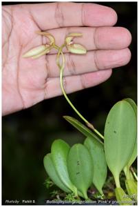 Bulbophyllum loherianum-grandiflorum
