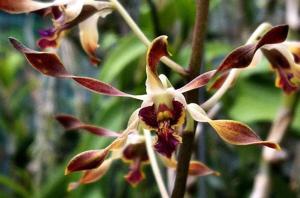 Dendrobium Jaydee Jim