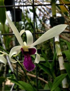 Dendrobium Meesangnil