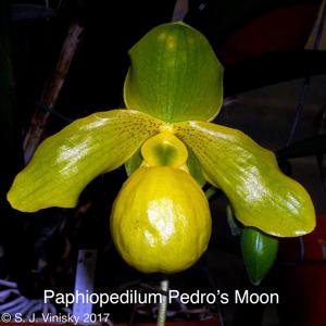 Paphiopedilum Pedro's Moon