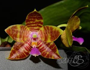 Phalaenopsis Chienlung Sunshine