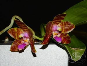 Phalaenopsis Chienlung Sunshine