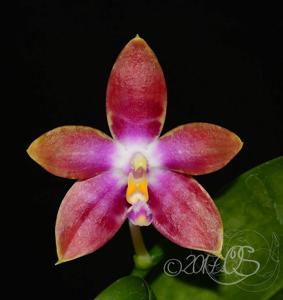 Phalaenopsis Bredren's Enigma