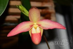 Phragmipedium Eric Young