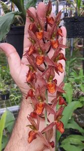 Catasetum Urupá