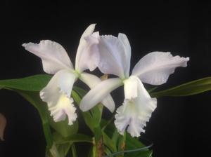 Cattleya Angela (1908)