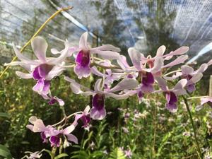 Dendrobium Nicha Venus Butterfly