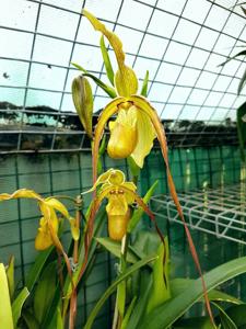 Paphiopedilum Mont Fallu