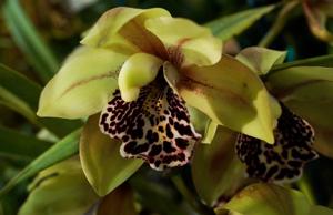 Cymbidium Kris Kallman