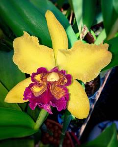 Cattleya Amber Glow