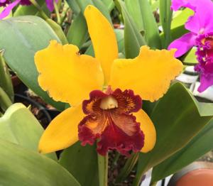 Cattleya Amber Glow