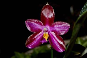 Phalaenopsis Chienlung Super Eagle