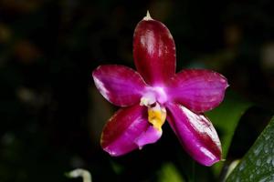 Phalaenopsis Chienlung Super Eagle