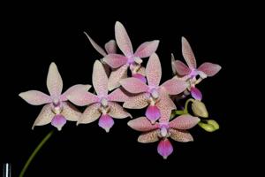 Phalaenopsis GK's Pallestris