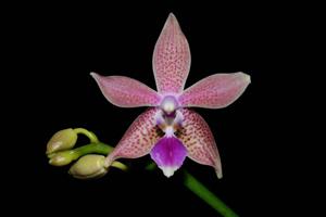 Phalaenopsis GK's Pallestris