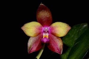 Phalaenopsis Dragon Tree Eagle