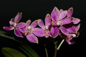 Phalaenopsis Alfinia