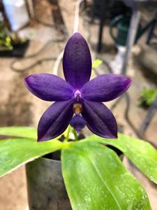 Phalaenopsis YangYang Blue Angel