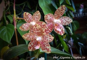 Phalaenopsis LD Giga Sir