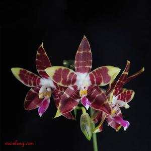 Phalaenopsis CTL Ambo Tetralacea