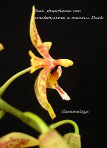 Phalaenopsis Stuartiano-Mannii