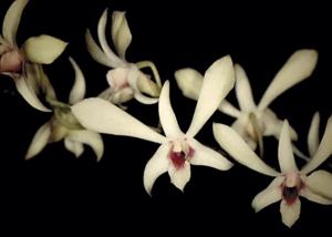 Dendrobium Siew May