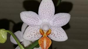 Phalaenopsis Mini Mark