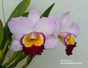 Rhyncholaeliocattleya H. K. Lau