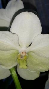 Vanda Princess Mikasa