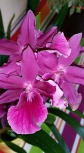 Miltonia Honolulu