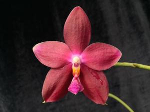 Phalaenopsis CTL Tetras PrinGelb