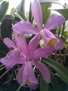 Cattleya Venosa