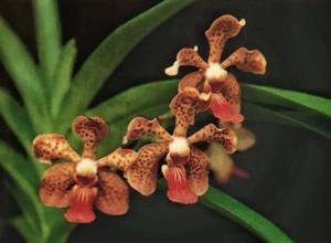 Vanda Happy Face