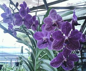 Vanda Wirat