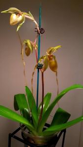 Paphiopedilum Reverend Canon Mari