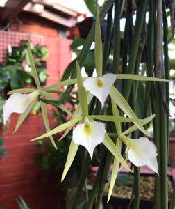 Brassavola Singapura