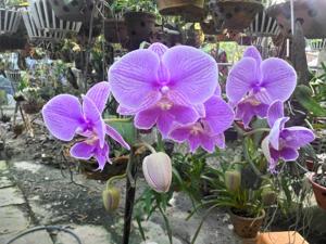 Phalaenopsis World Class