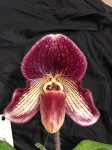 Paphiopedilum Fajen's Fair Wench