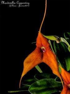 Masdevallia Copperwing