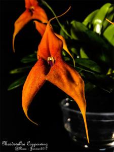 Masdevallia Copperwing