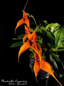 Masdevallia Copperwing