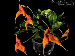 Masdevallia Copperwing